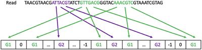 Representing bacteria with unique genomic signatures